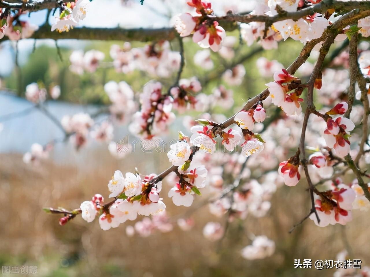 咏杏花的古诗词（关于杏花的浪漫诗句）