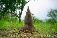 关于春笋的古诗词（赞美春笋的优美诗句）