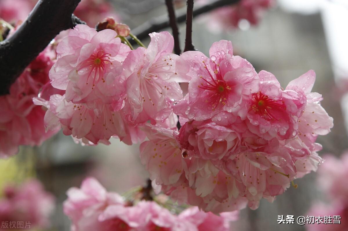 雨水节气的经典古诗（形容雨水节气的诗句）