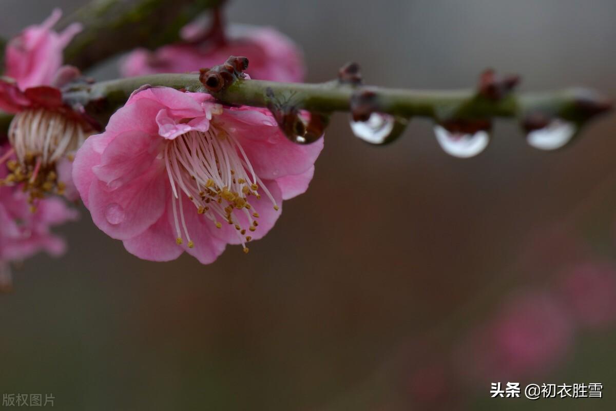 雨水节气的经典古诗（形容雨水节气的诗句）