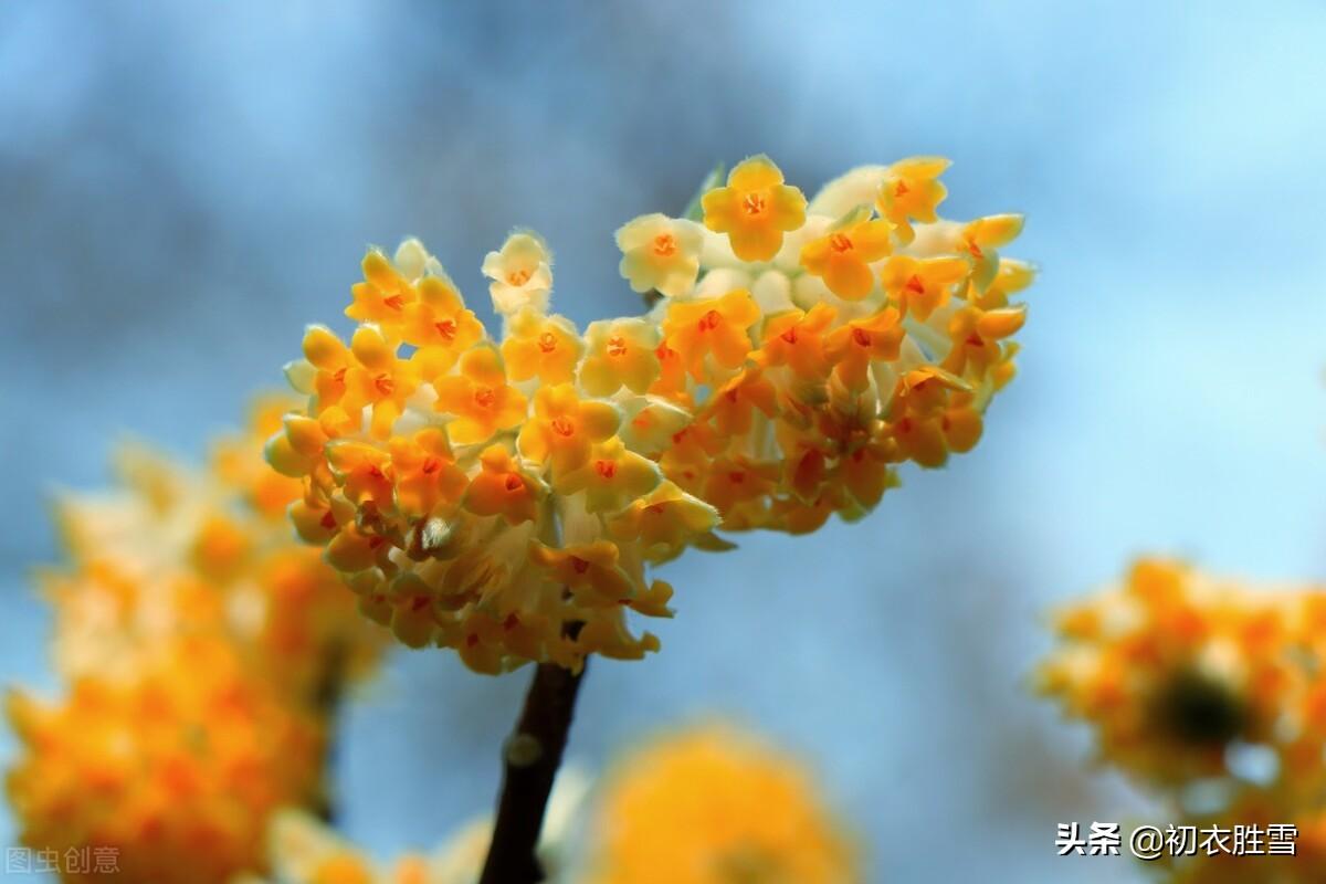 形容瑞香花的古诗（关于瑞香花的优美诗句）