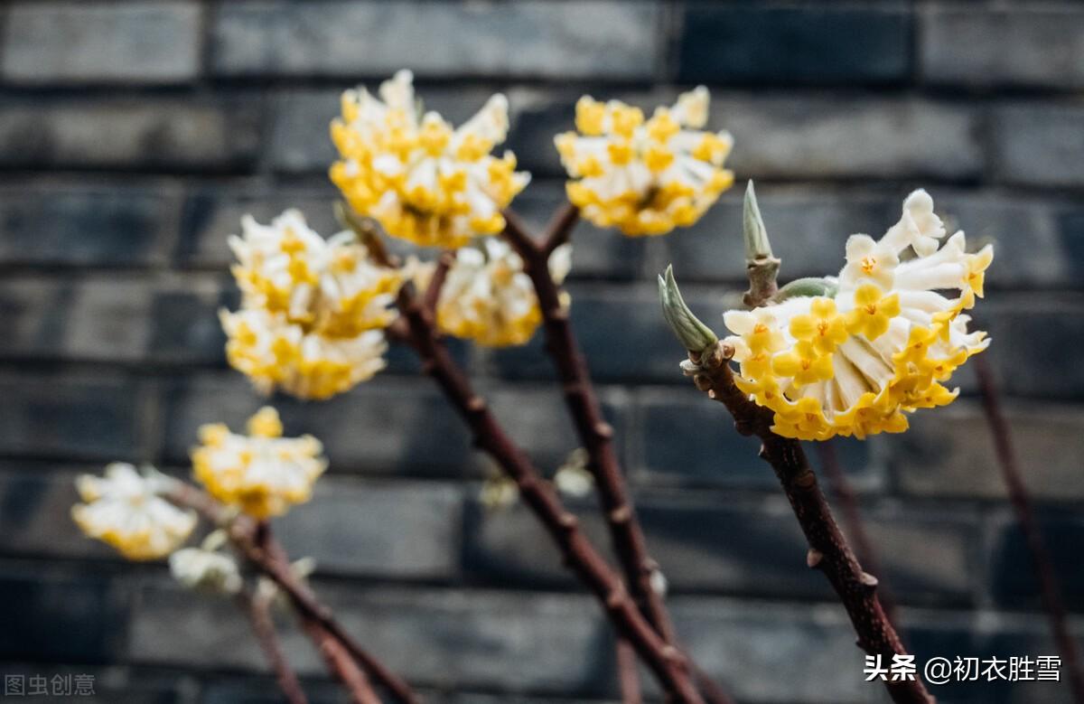 形容瑞香花的古诗（关于瑞香花的优美诗句）