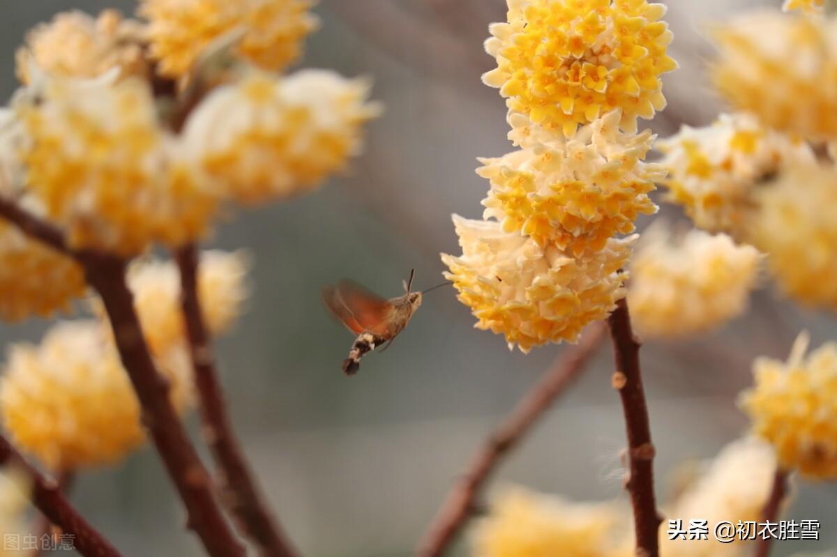 形容瑞香花的古诗（关于瑞香花的优美诗句）