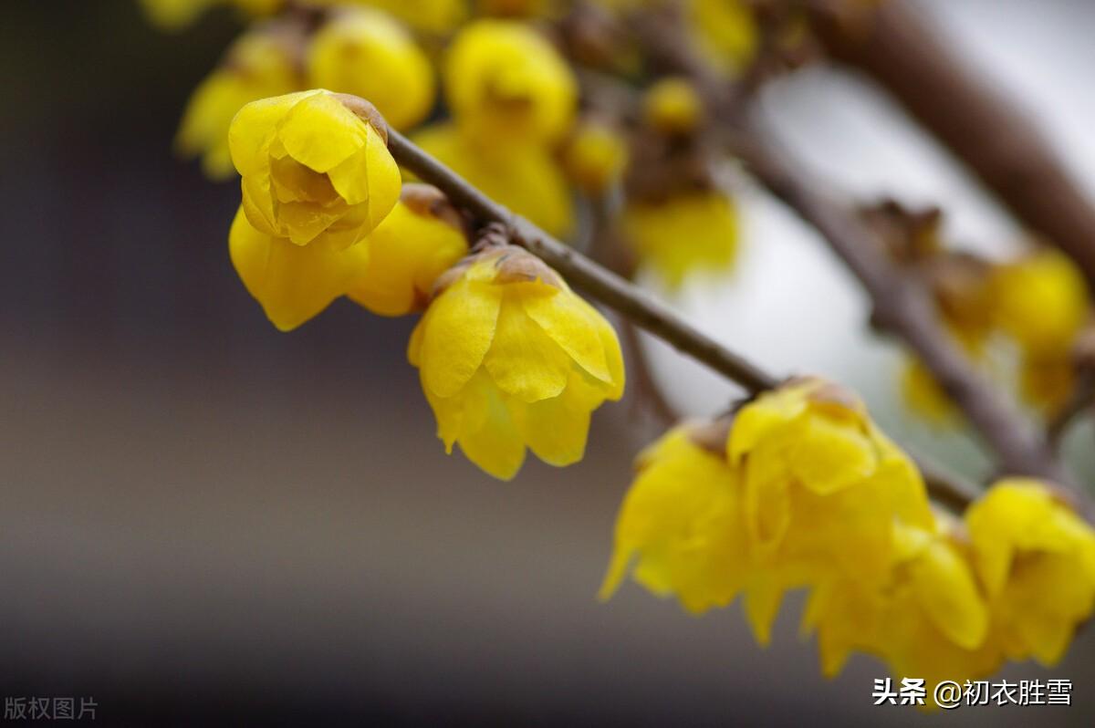 关于黄梅花的古诗词（形容腊梅花的诗句）