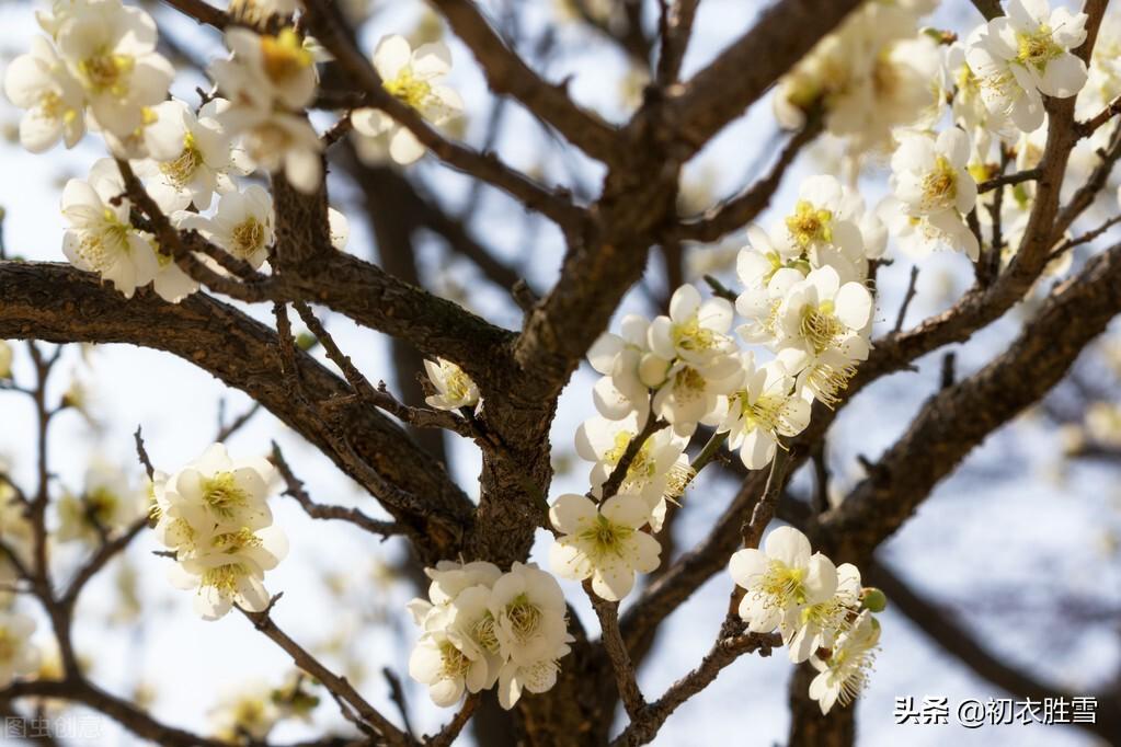 李商隐的梅花古诗（关于梅花优美诗句）