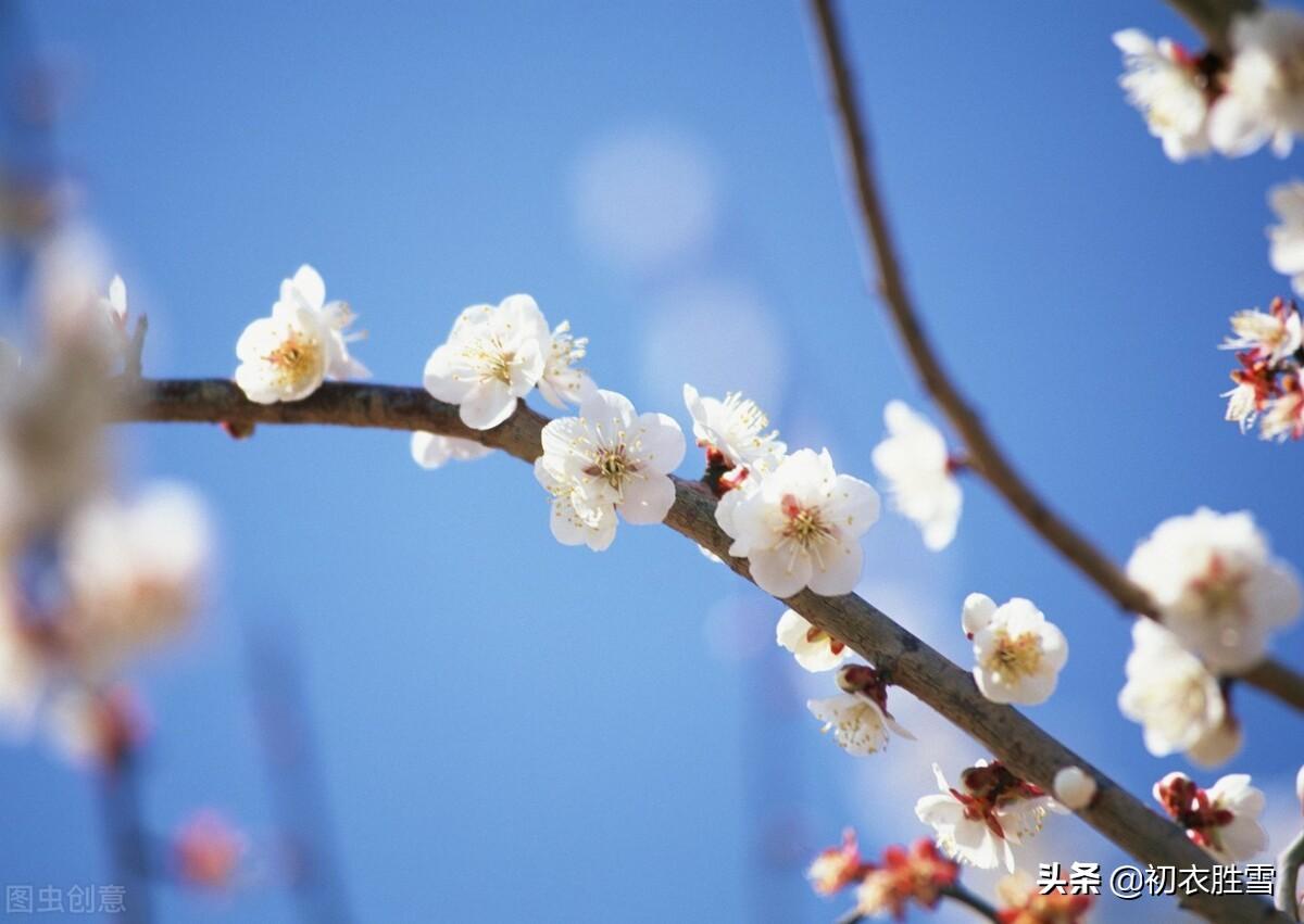 李商隐的梅花古诗（关于梅花优美诗句）