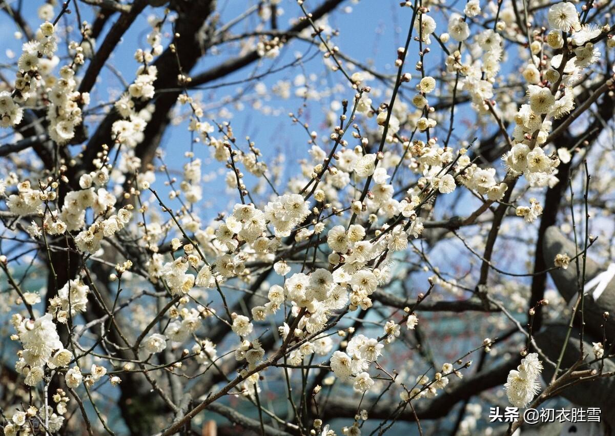 李商隐的梅花古诗（关于梅花优美诗句）