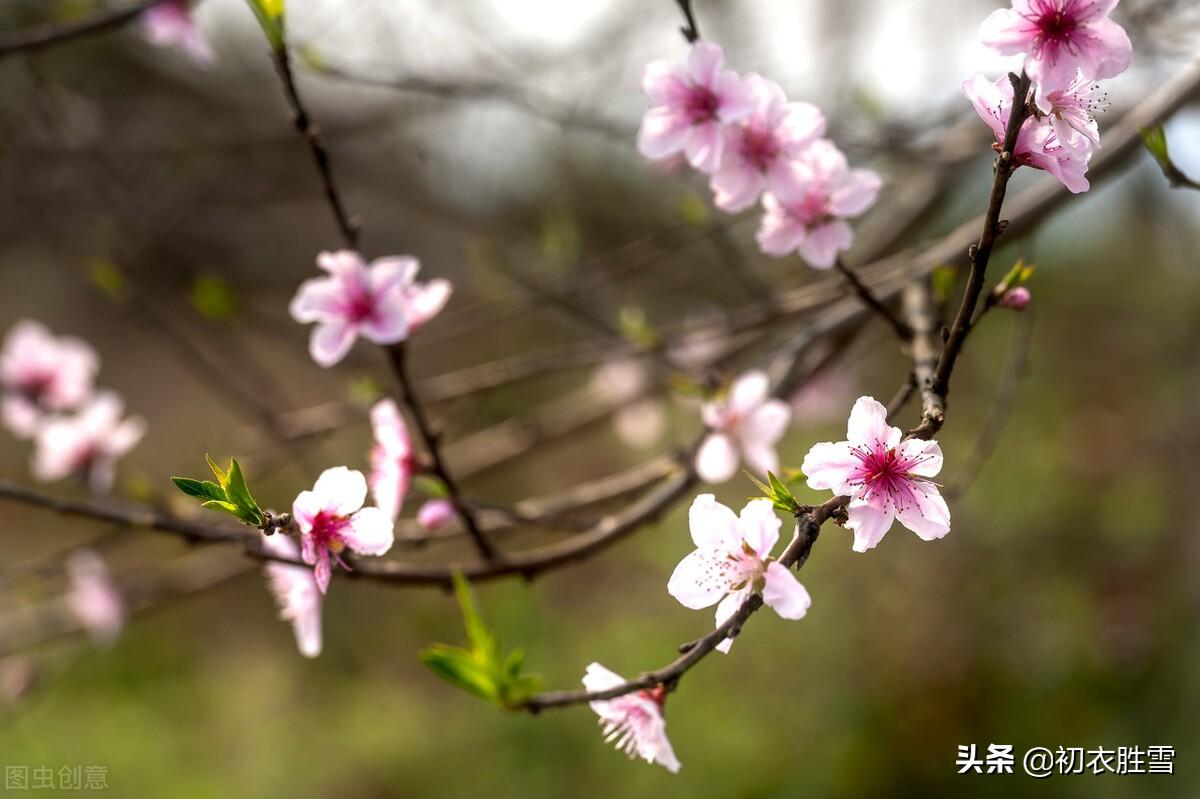 描写仲冬花开的诗句（关于冬天花开的古诗）