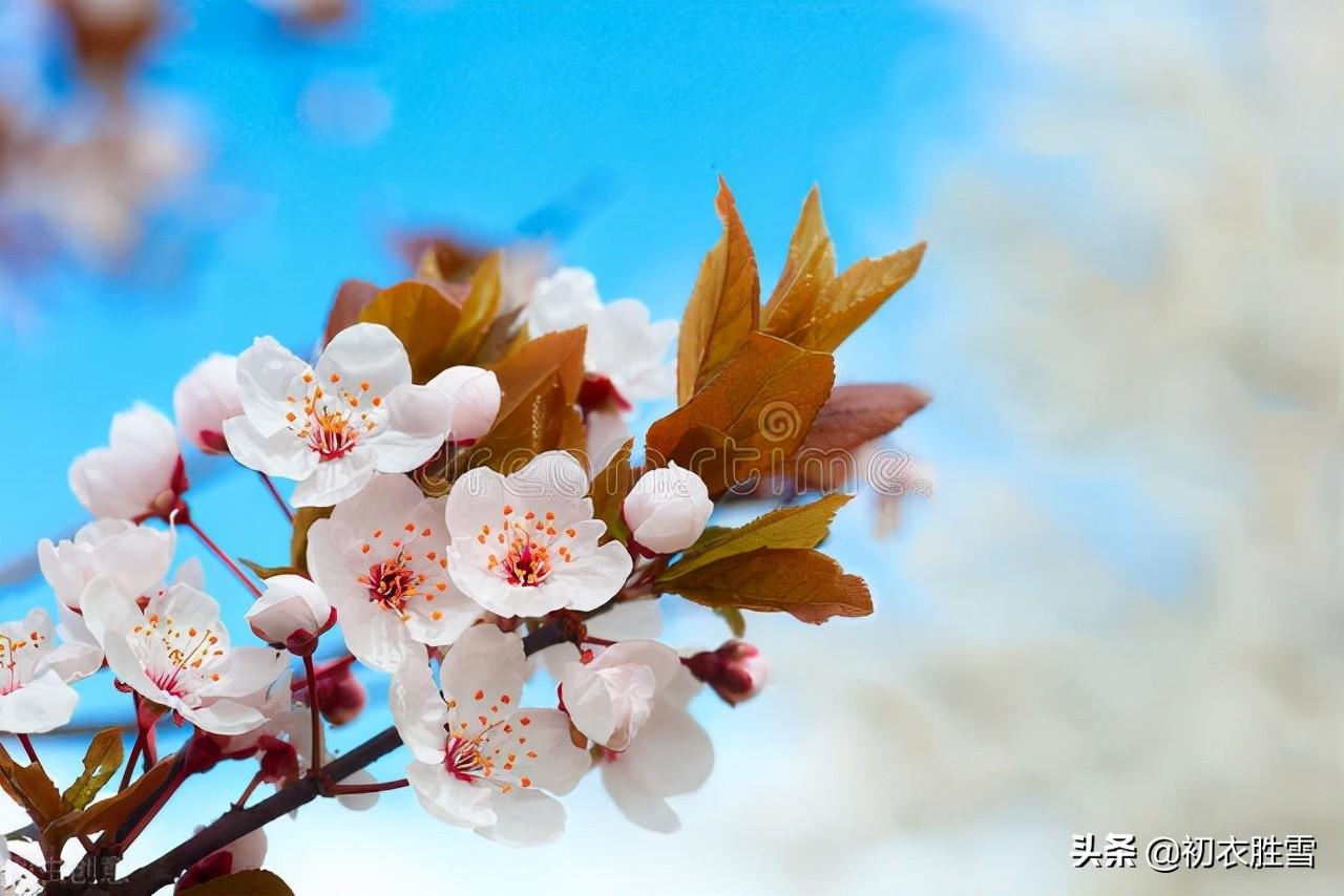 描写仲冬花开的诗句（关于冬天花开的古诗）