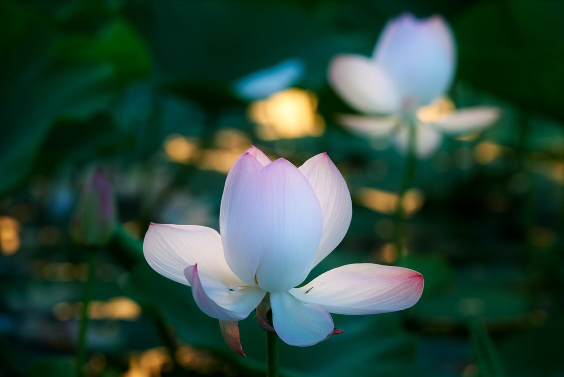 小众且唯美的经典诗句（美到窒息的古典句子）