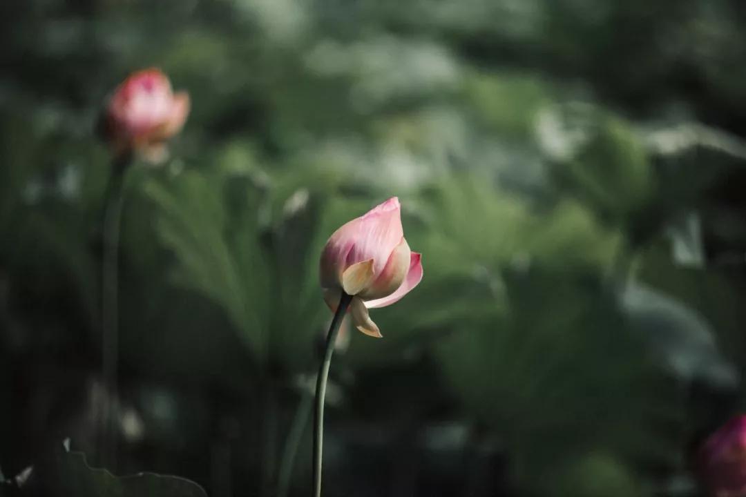 有深度讽刺的句子（讽刺人心现实的短句）