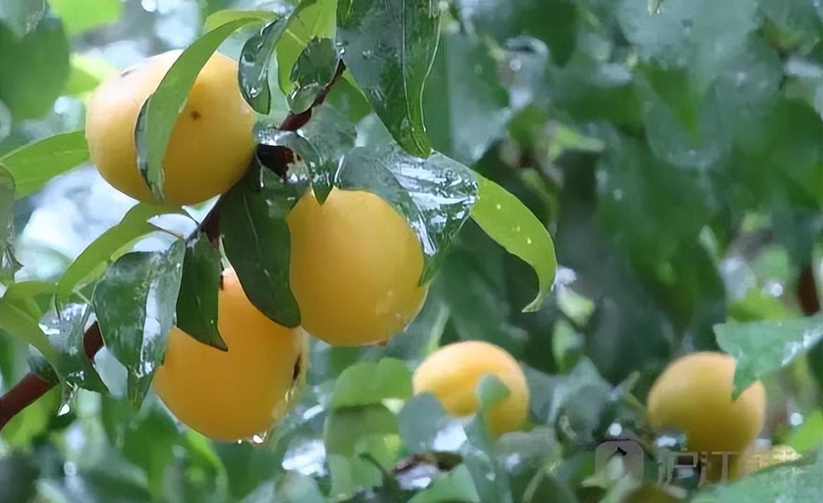 初夏绝句古诗（经典的夏天古诗词鉴赏）