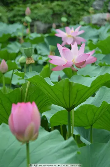 有关荷花优秀作文600字（令人陶醉的残香）