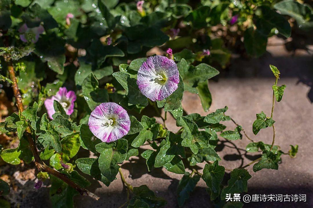 关于牵牛花的古诗词（赞美牵牛花的优美诗句）