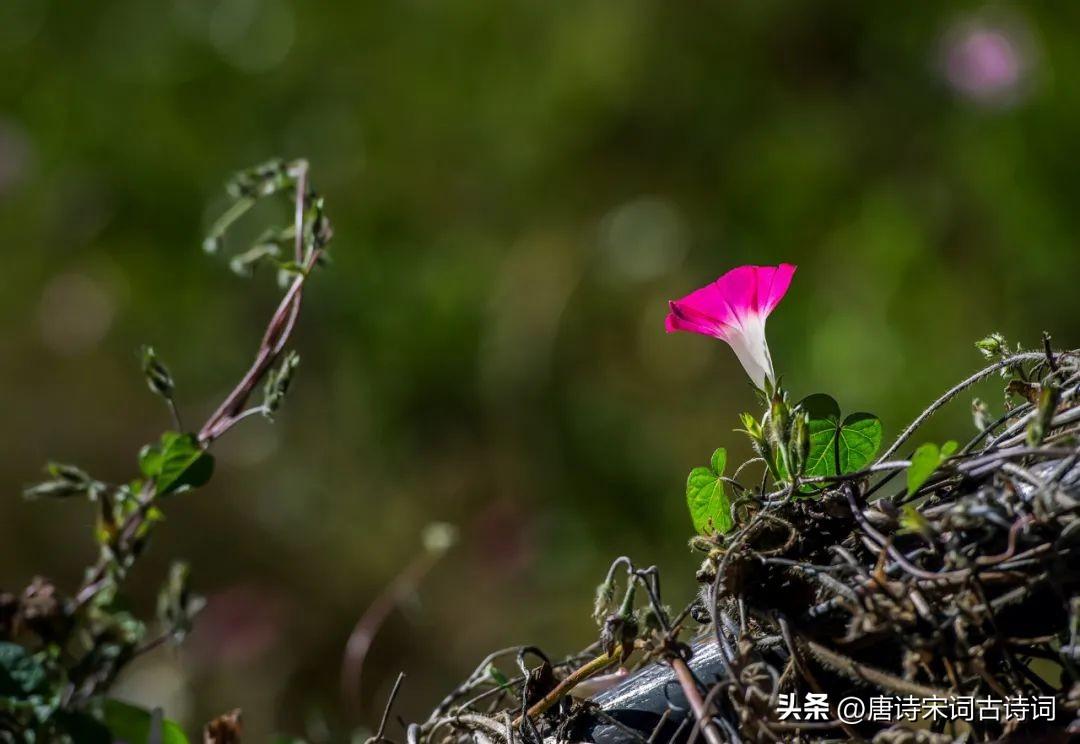 关于牵牛花的古诗词（赞美牵牛花的优美诗句）