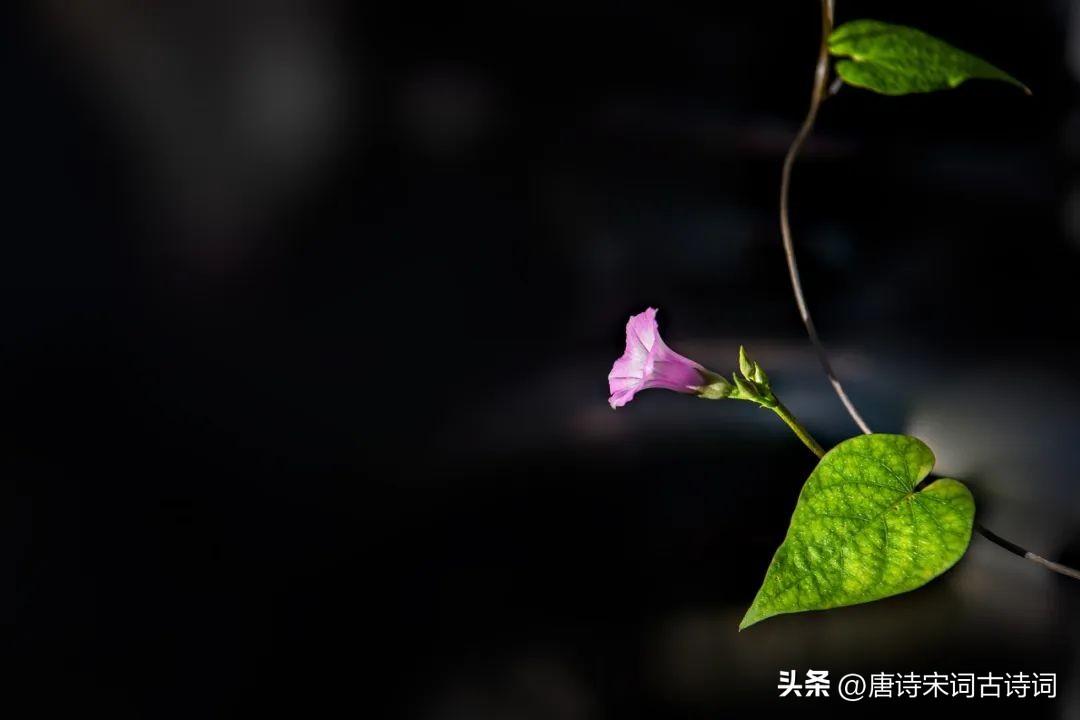 关于牵牛花的古诗词（赞美牵牛花的优美诗句）