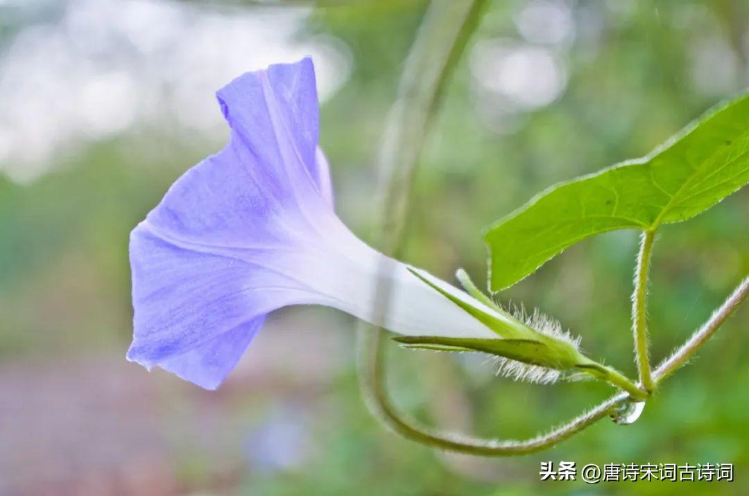 关于牵牛花的古诗词（赞美牵牛花的优美诗句）