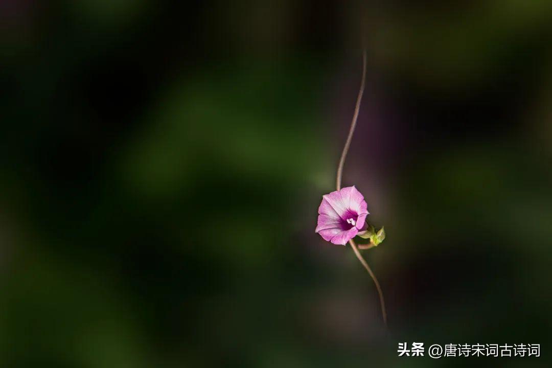 关于牵牛花的古诗词（赞美牵牛花的优美诗句）