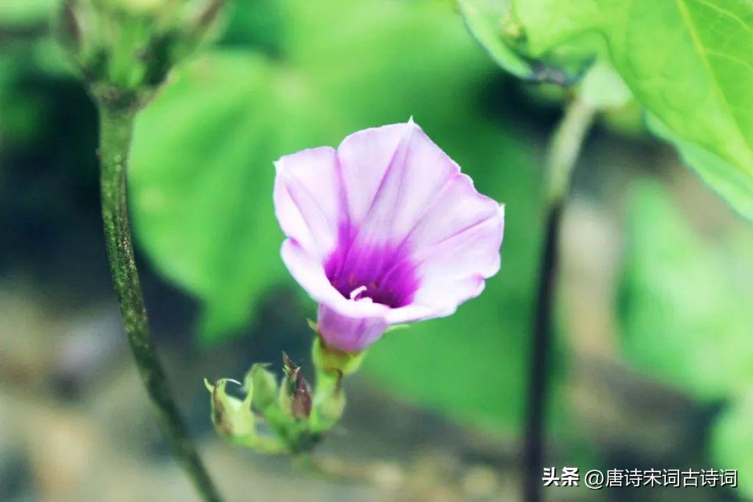 关于牵牛花的古诗词（赞美牵牛花的优美诗句）