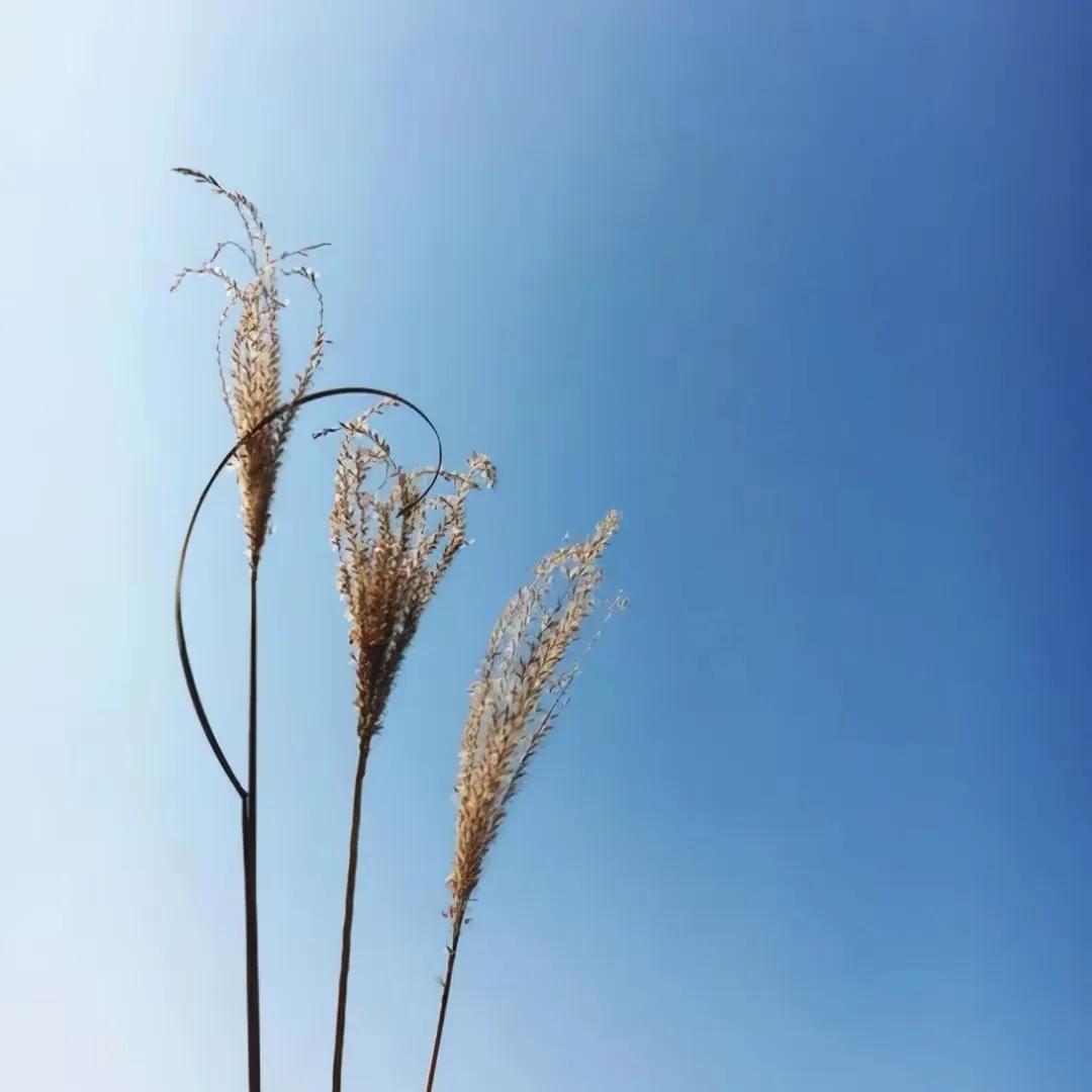 智慧有哲理的句子（每日心灵鸡汤励志语录）