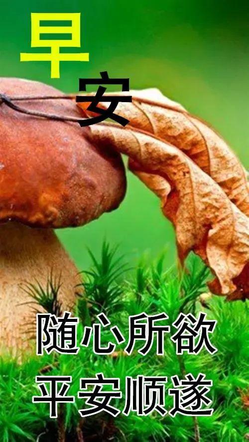 暖心幽默的早安问候语（夏天早上祝福语大全）