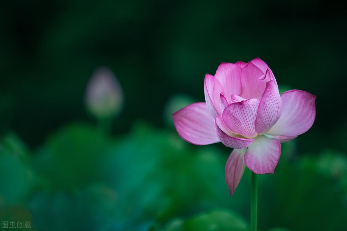 刻苦努力，坚持不懈（美好的人生哲理句子）