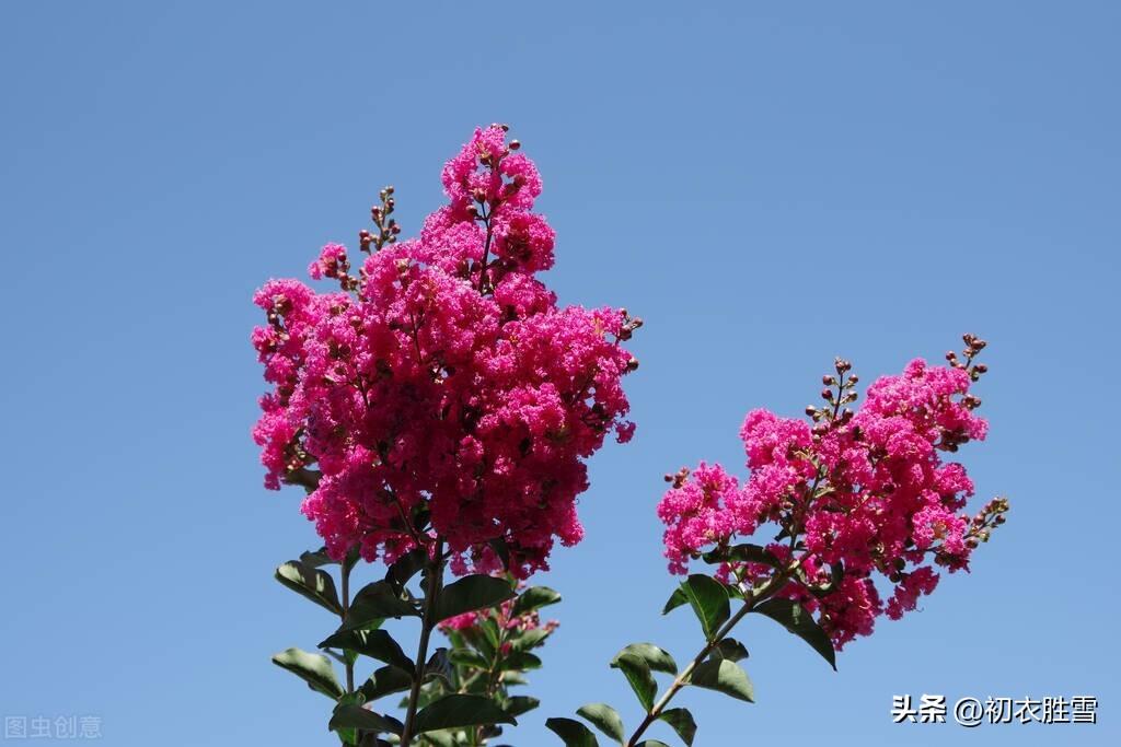 形容紫薇花的诗句（赞美紫薇花的经典名句）