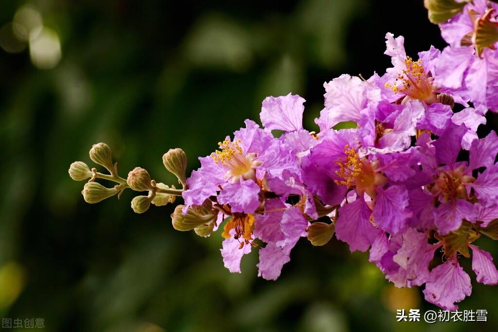 形容紫薇花的诗句（赞美紫薇花的经典名句）