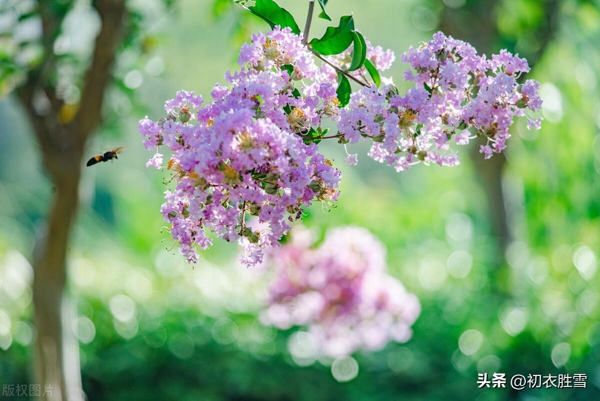 形容紫薇花的诗句（赞美紫薇花的经典名句）