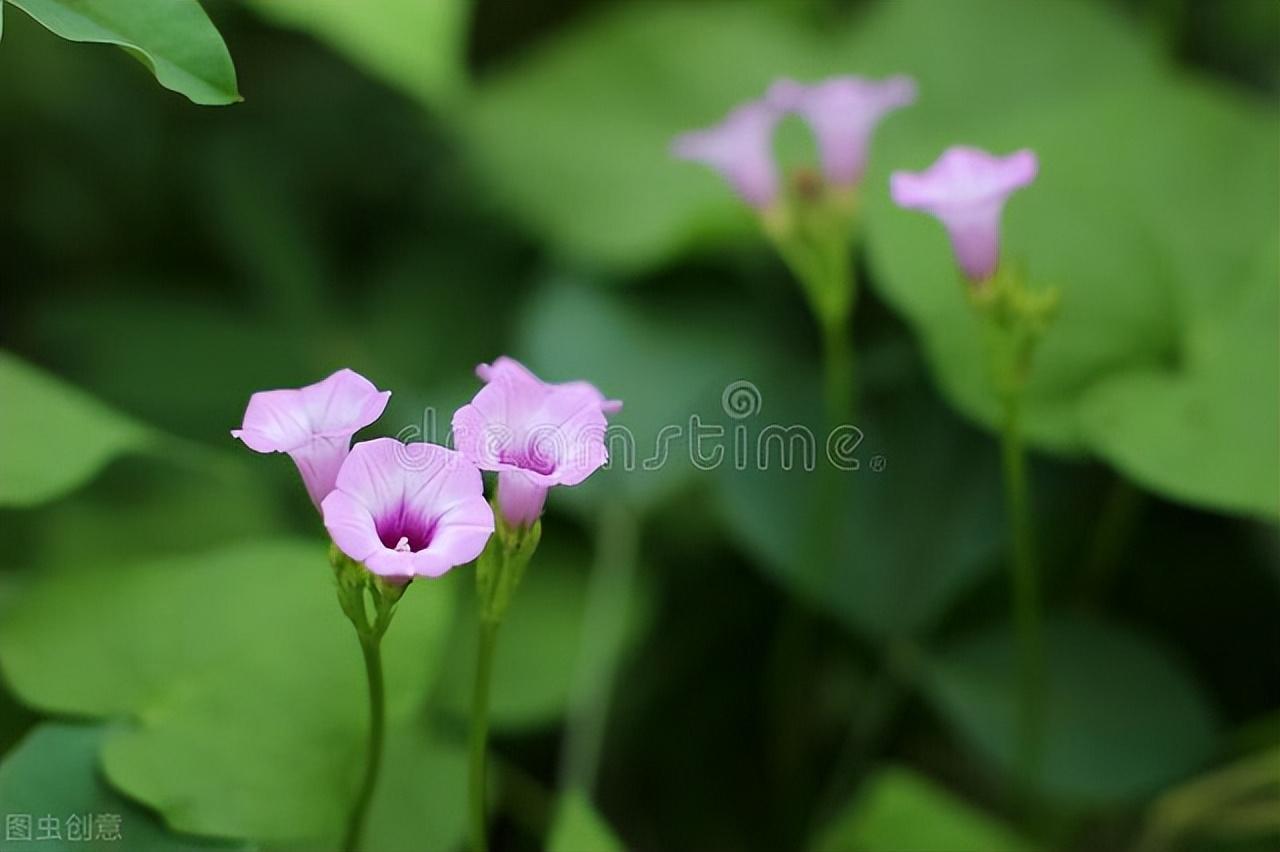 牵牛花古诗词七绝（关于牵牛花的唯美诗句）