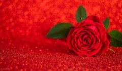 关于玫瑰的文案短句（高级且浪漫的玫瑰文案）