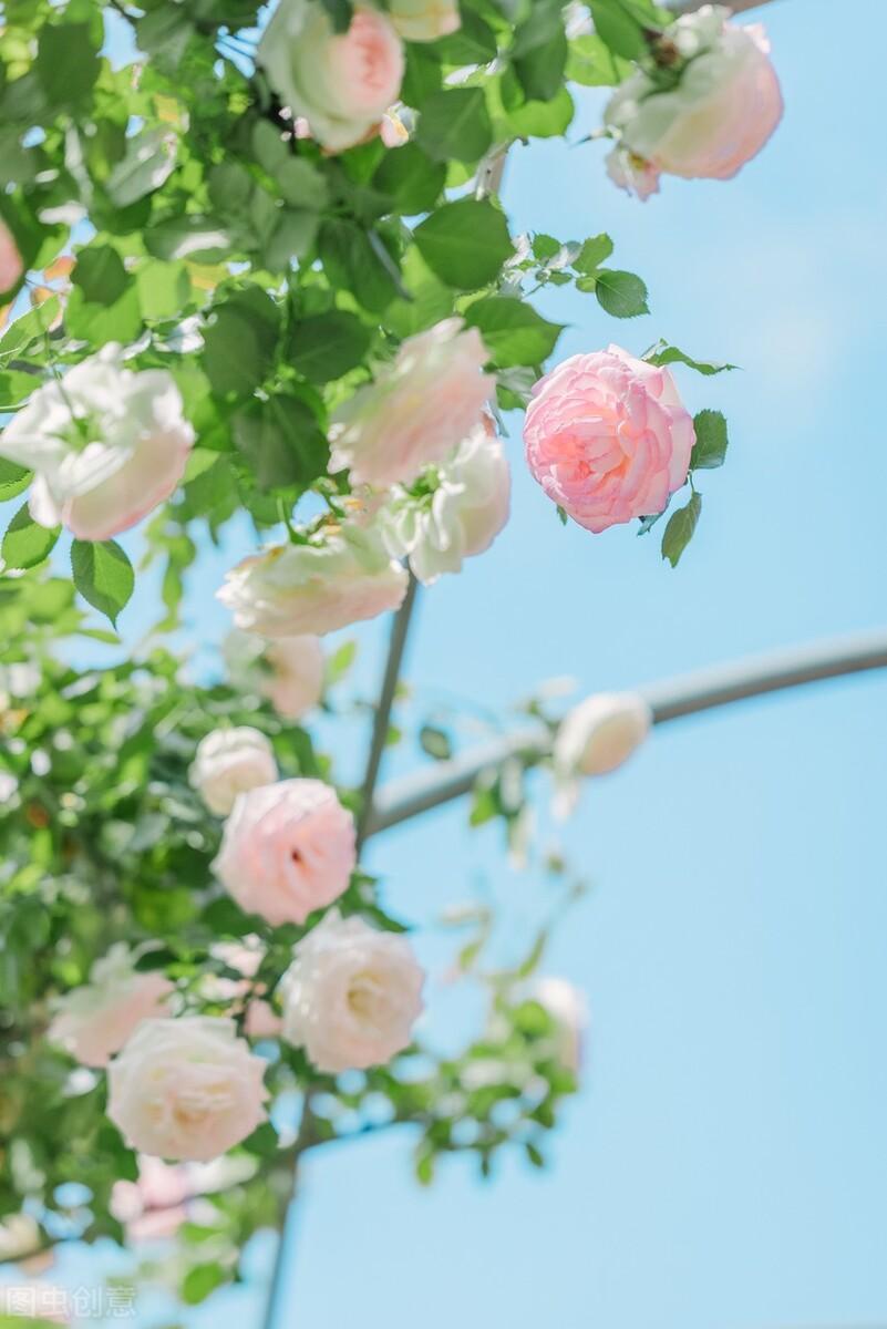 关于花店的唯美句子（形容花店的文艺句子）