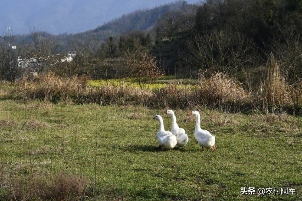 农村风景优美的句子（赞美农村风景的句子）