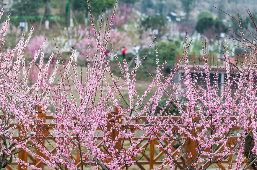 赞美花的优美诗句（独自赏花的诗句）