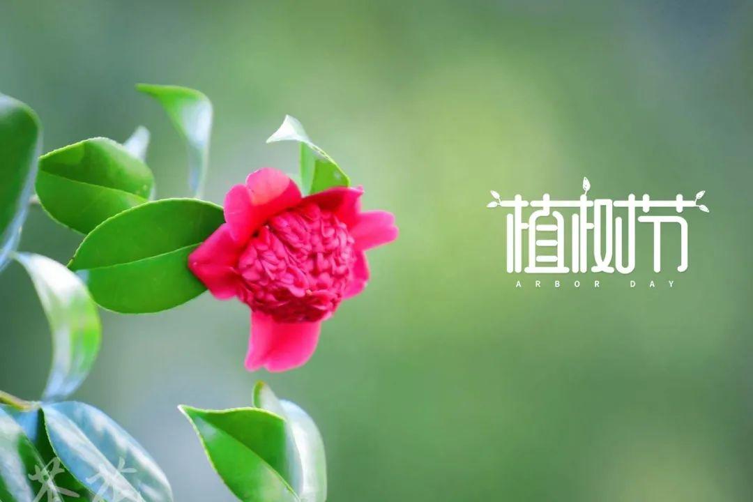 有关看花古诗赏析（赞美花的优美诗句）