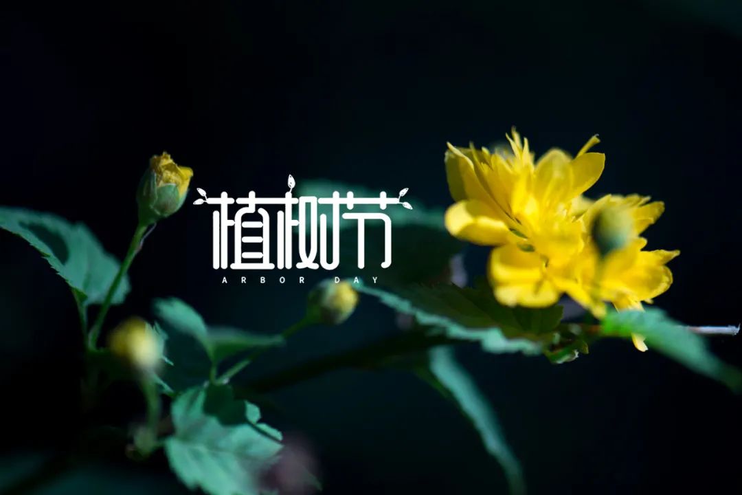 有关看花古诗赏析（赞美花的优美诗句）