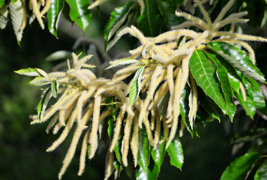 赞美花的优美诗句（咏花诗词21首）