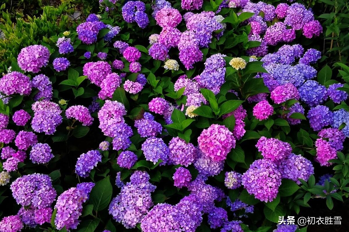 夏花草绣球古诗词五首（赞美花的优美古诗句）