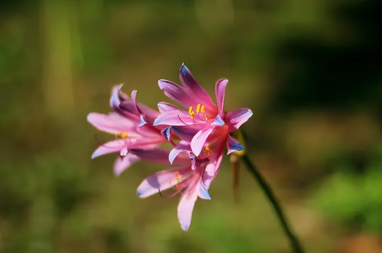 鹿葱古诗花语及寓意（有关鹿葱的诗词）