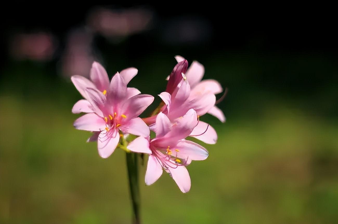 鹿葱古诗花语及寓意（有关鹿葱的诗词）