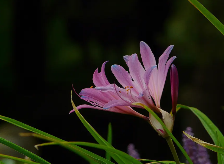 鹿葱古诗花语及寓意（有关鹿葱的诗词）