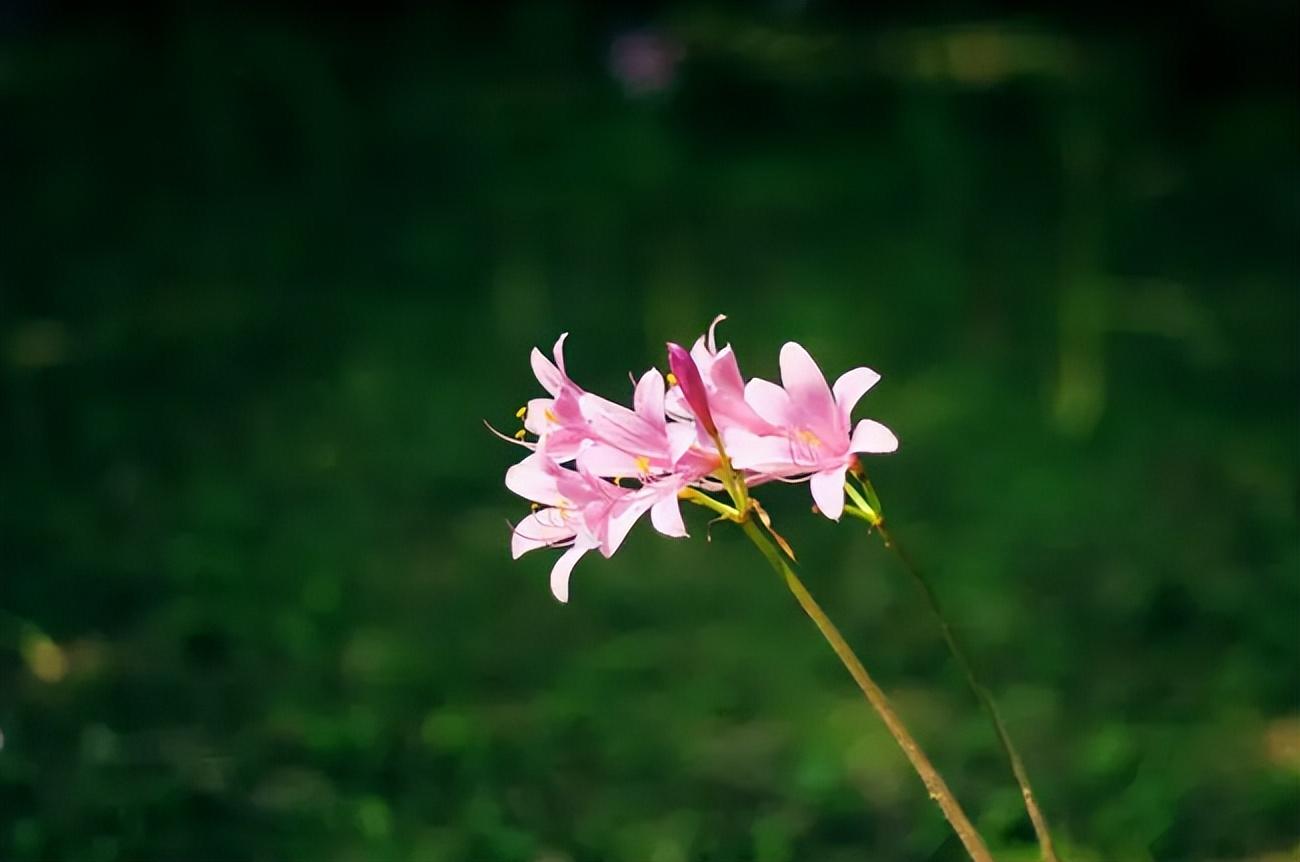 鹿葱古诗花语及寓意（有关鹿葱的诗词）