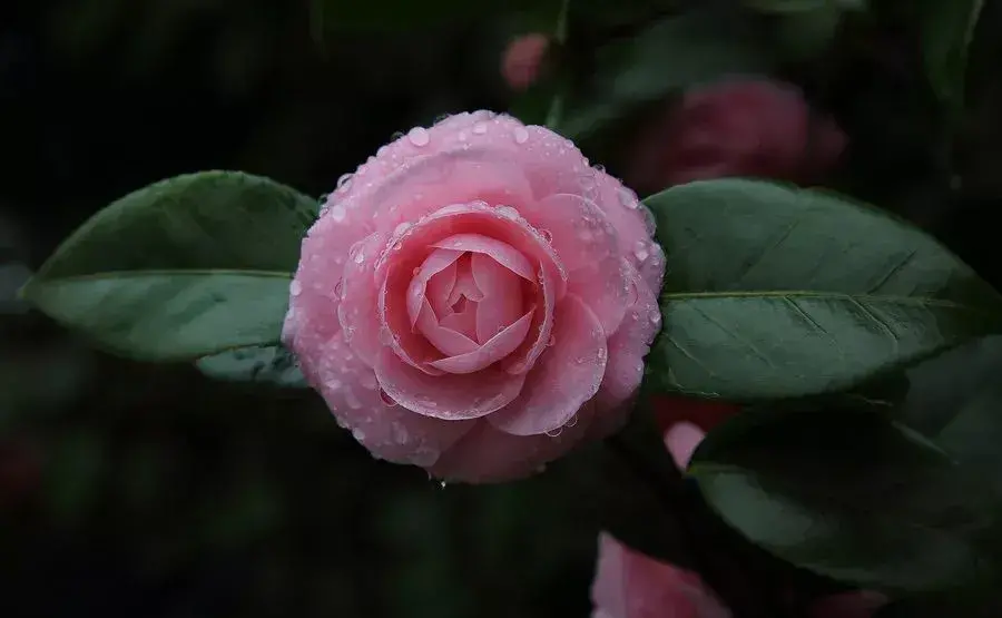 关于栽花种花卉的诗句（植物花卉的诗词）