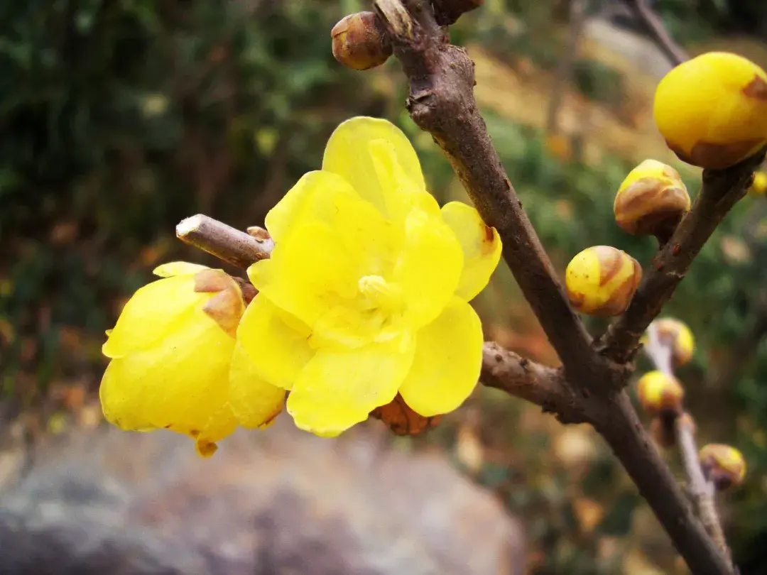 关于栽花种花卉的诗句（植物花卉的诗词）