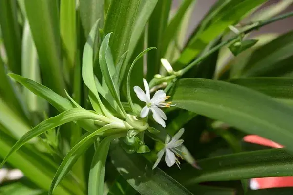 关于栽花种花卉的诗句（植物花卉的诗词）