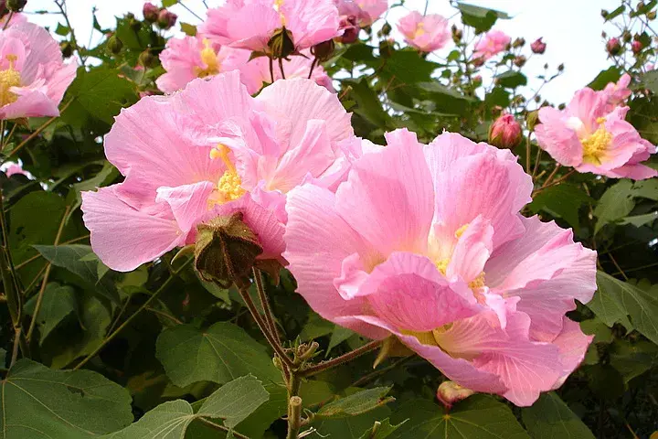 关于栽花种花卉的诗句（植物花卉的诗词）