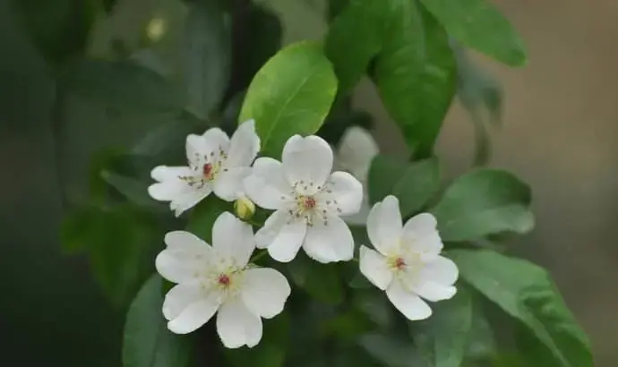 关于栽花种花卉的诗句（植物花卉的诗词）