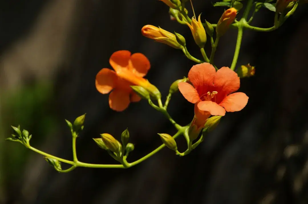 关于栽花种花卉的诗句（植物花卉的诗词）