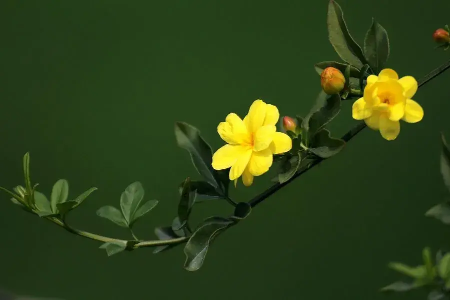 关于栽花种花卉的诗句（植物花卉的诗词）