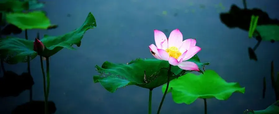 关于栽花种花卉的诗句（植物花卉的诗词）